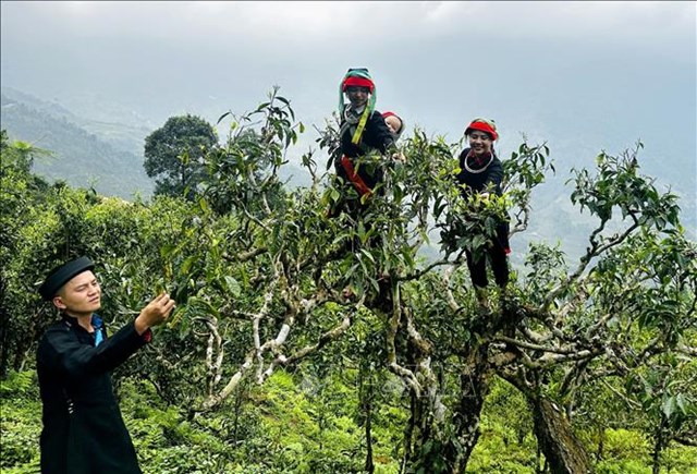 M&#249;a xu&#226;n tr&#234;n đỉnh thi&#234;ng T&#226;y C&#244;n Lĩnh v&#224; tiếng gọi của b&#250;p ch&#232; Shan tuyết - Ảnh 3