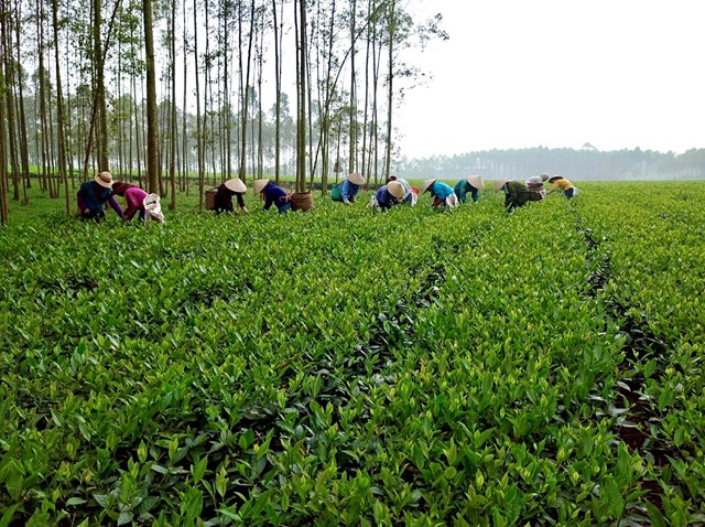 Nông sản lên sàn: Sự chuyển dịch từ sản xuất thủ công sang chiến lược thương hiệu và trí tuệ - Ảnh 1