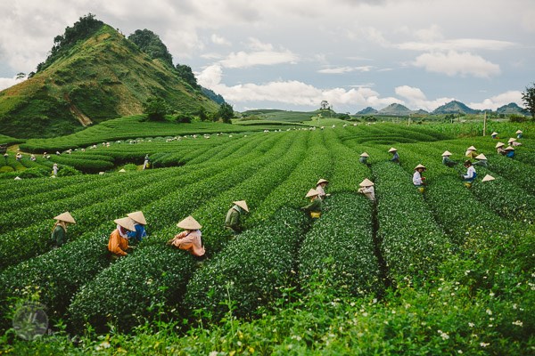 Tăng cường xuất khẩu ch&#232; v&#224; c&#224; ph&#234; sang thị trường Ấn Độ - Ảnh 1