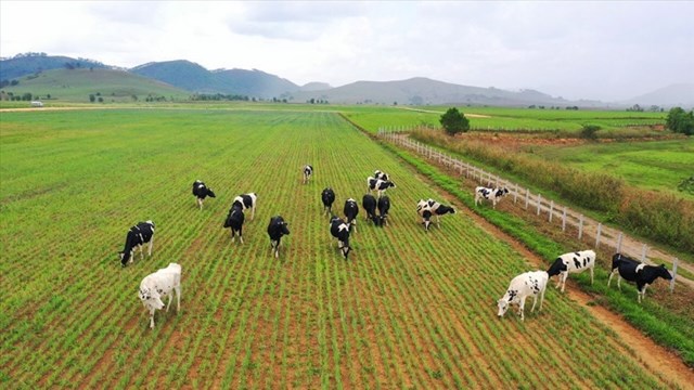 Dự &aacute;n Tổ hợp trang trại Lao-Jagro c&oacute; quỹ đất rộng, quy m&ocirc; khi ho&agrave;n th&agrave;nh c&oacute; thể l&ecirc;n đến 100.000 con &nbsp;