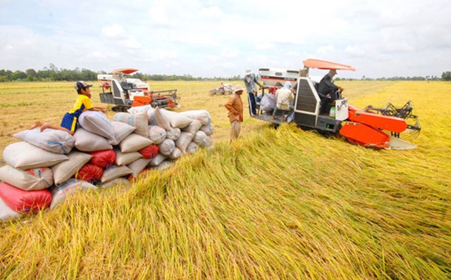 Mở rộng diện tích trồng lúa gạo chất lượng cao nhằm tăng giá trị xuất khẩu gạo của Việt Nam (Ảnh minh họa)