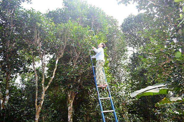 Điều đặc biệt nhất khi muốn hái được lá của loại chè cổ thụ này, bà con phải bắc thang để cắt. 