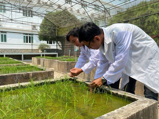  Việt Nam đang nghiên cứu các giống lúa phù hợp với biến độỉ khí hậu hiện nay
