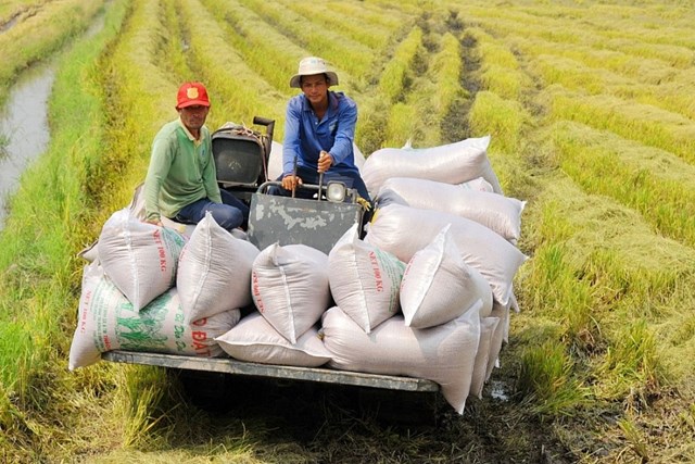  Ngành lúa gạo đã đạt được nhiều kết quả đáng ghi nhận trong thời gian qua