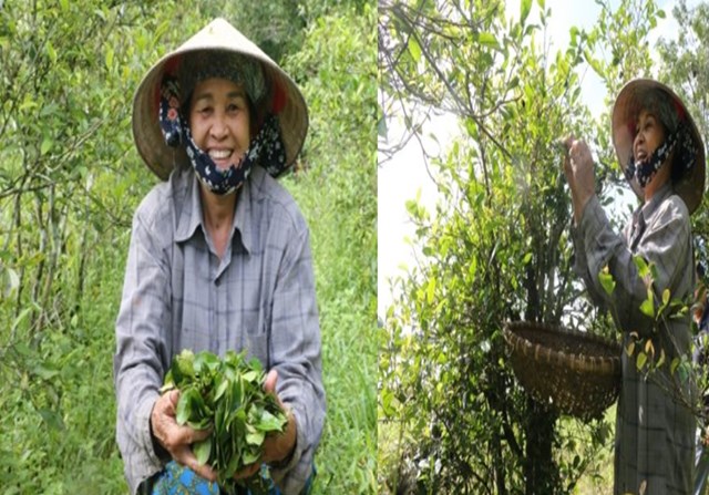 Chè nơi đây sinh trưởng bền bỉ, lá nhỏ dày, xanh phớt vàng, búp chắc, thể hiện sức sống mãnh liệt trước khắc nghiệt của thiên nhiên.