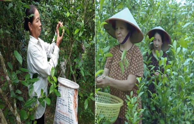 Ở Việt Thuận, nhà nào cũng trồng chè, nhà ít thì 1 - 2 sào, nhà nhiều trồng cả mẫu. Cả một dải đất dài ven sông Hồng gần như đều được phủ xanh bởi màu xanh của cây chè.