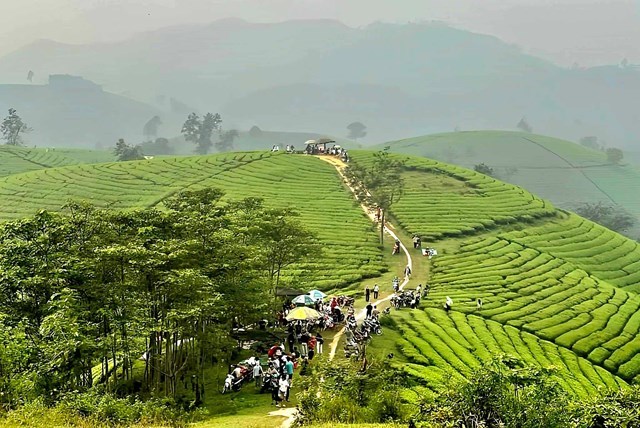 Đông đảo du khách và người dân địa phương tới tham quan đồi chè Long Cốc, huyện Tân Sơn