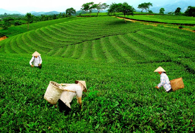 La Bằng là một trong những vùng chè đặc sản nổi tiếng của tỉnh Thái Nguyên, nơi đây được thiên nhiên ban tặng cho khí hậu ôn hòa ẩm mát quanh năm rất thích hợp với sự phát triển của cây chè.