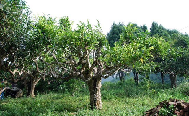 Khác với nhiều vùng chè Shan khác, cây chè ở Phia Chang có lá mác to, dày, thân sần sùi bạc màu thời gian, như những lão nhân trầm mặc giữa rừng sâu.