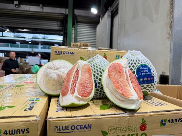 Bưởi Việt chinh phục thị trường quốc tế &nbsp;