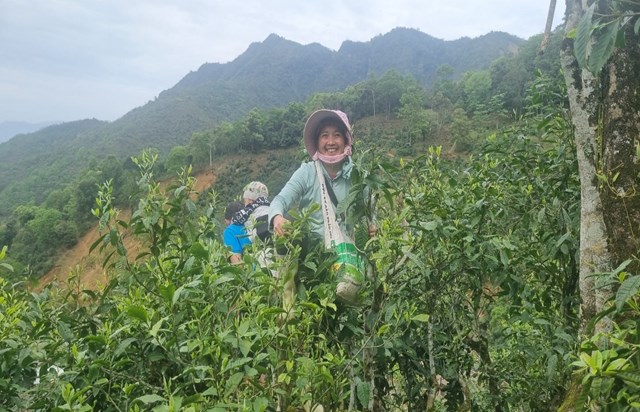Mỗi năm, người dân Ngải Trồ thu về khoảng 1,4 tỷ đồng từ việc bán chè búp tươi.