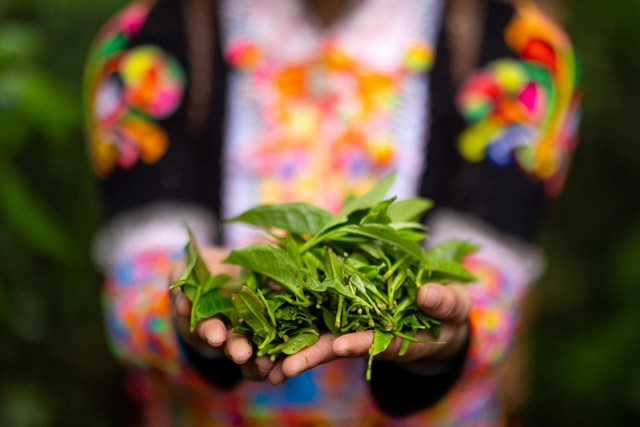 Búp chè shan tuyết được hái từ cây chè cổ thụ hàng trăm năm tuổi.