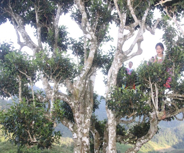 Cây chè cổ thụ cao hơn 15m, thân mốc trắng rêu phong.
