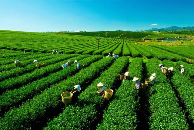 T&#226;n Cương - &quot;Đệ nhất danh tr&#224;&quot; hướng tới tầm cao mới - Ảnh 2