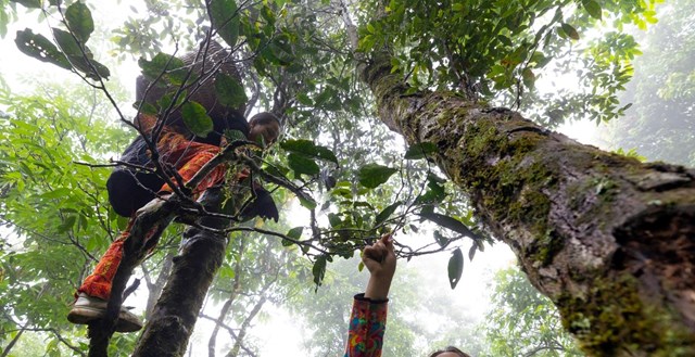 Tỉnh Lai Châu có nhiều vùng chè cổ thụ phân bố ở các vùng núi của huyện Phong Thổ, Tam Đường, Tân Uyên.