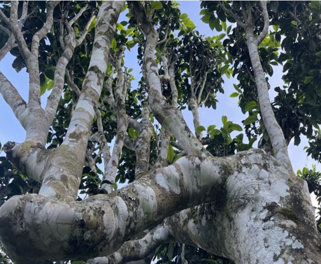 Những cây chè cổ thụ này không chỉ là tài nguyên thiên nhiên quý báu mà còn là phần gắn bó sâu sắc với đời sống của cộng đồng dân tộc tại đây.