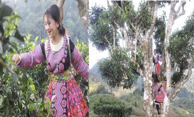 Người dân bản Ôn Ốc, xã Mường Lựm, thu hoạch chè shan tuyết cổ thụ.