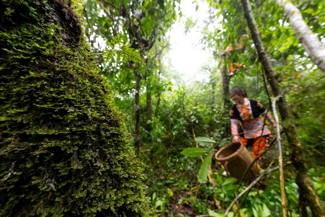 Dưới tán rừng Phàn Liên San mờ mịt trong sương mù ẩm ướt, những thiếu nữ dân tộc Dao đỏ bắt đầu thu hái búp chè Shan tuyết cổ thụ từ những tia sáng đầu tiên của buổi sáng.