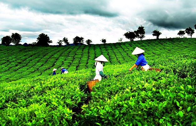 T&#226;n Cương - &quot;Đệ nhất danh tr&#224;&quot; hướng tới tầm cao mới - Ảnh 1
