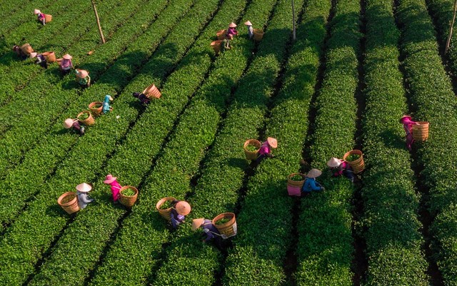 Hiện nay diện tích trồng trà Ô Long Tứ Quý ở Việt Nam được trồng với quy mô lớn tại khu vực Bảo Lâm – Bảo Lộc (Lâm Đồng).