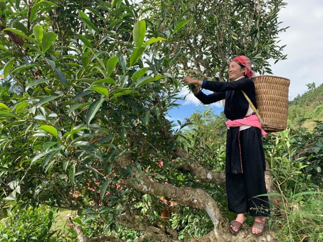 Trà Shan tuyết Tô Múa không chỉ là sản phẩm nông nghiệp, mà còn là tinh hoa của thiên nhiên, lịch sử và văn hóa miền núi Tây Bắc.