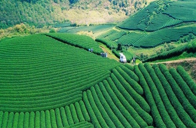 Nằm ở tỉnh Sơn La, phía Bắc Việt Nam, Mộc Châu cũng là một vùng có điều kiện tự nhiên thích hợp cho việc trồng trà. Trà ô long Mộc Châu được biết đến hương vị độc đáo và quy trình chế biến tỉ mỉ, là tinh hoa trà quý của cao nguyên Mộc Châu.