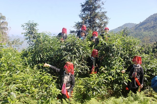 Cây chè Shan tuyết là món quà tinh túy mà thiên nhiên Tây Côn Lĩnh ban tặng riêng cho vùng đất Xà Phìn.