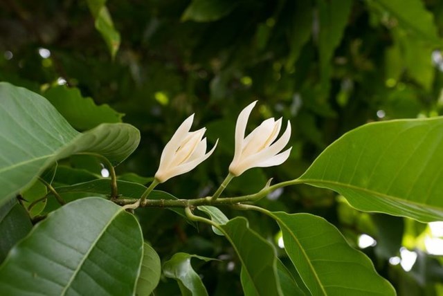 Tr&#224; ướp hương ngọc lan: H&#242;a quyện giữa thi&#234;n nhi&#234;n v&#224; thư gi&#227;n - Ảnh 1