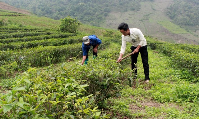 Nông dân bản Hô Ta (xã Tà Mung) làm cỏ chè thay vì phun thuốc diệt cỏ như trước đây.
