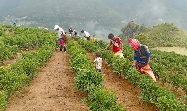 Nhờ sản xuất chè theo hướng hữu cơ, giá trị sản phẩm chè sau khi thu hoạch của người dân xã Tà Mung được nâng lên.
