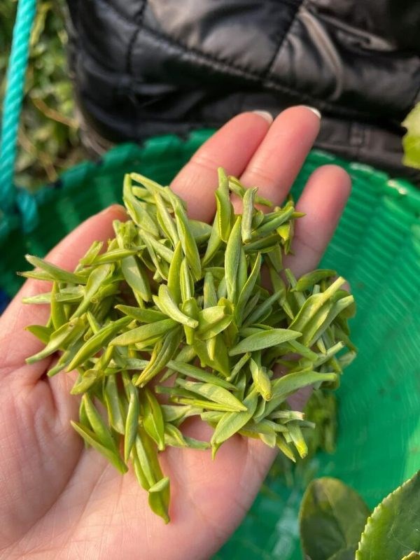B&#237;ch Loa Xu&#226;n - &quot;Đệ nhất hương&quot; v&#224; di sản ng&#224;n năm của tr&#224; Trung Hoa - Ảnh 2