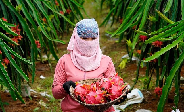 Định danh n&#244;ng sản Việt: Muốn đi xa phải c&#243; thương hiệu - Ảnh 1