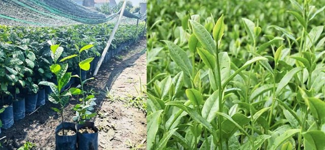 Khoa học c&#244;ng nghệ - Đ&#242;n bẩy  cho sự thăng hoa của ng&#224;nh ch&#232; Việt Nam - Ảnh 3