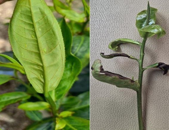 Lá trà bị ảnh hưởng bởi rệp xanh. (Ảnh: Viện nghiên cứu trà Tocklai)