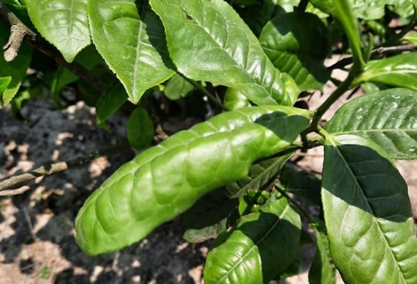Một bụi trà bị nhiễm rệp xanh có thể biểu hiện các triệu chứng như lá cong, chuyển sang màu nâu ở mép lá và bề mặt bị biến dạng. (Ảnh: Viện nghiên cứu trà Tocklai)