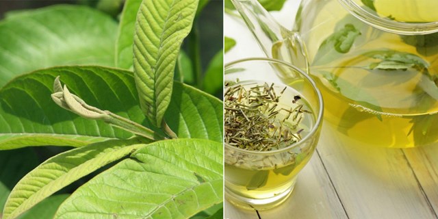 Tr&#224; b&#250;p ổi non - Hương vị đồng qu&#234; v&#224; miền k&#253; ức - Ảnh 2