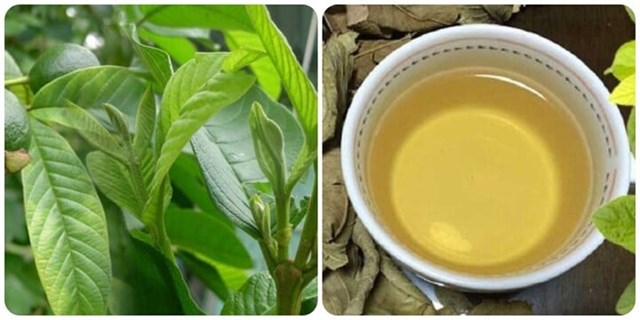 Tr&#224; b&#250;p ổi non - Hương vị đồng qu&#234; v&#224; miền k&#253; ức - Ảnh 3