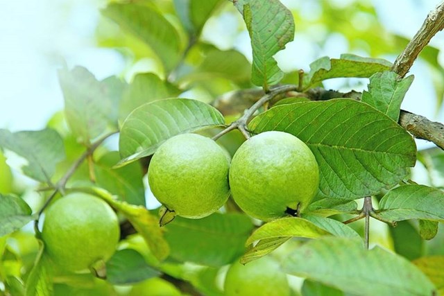 Tr&#224; b&#250;p ổi non - Hương vị đồng qu&#234; v&#224; miền k&#253; ức - Ảnh 1