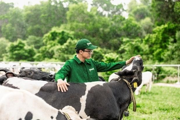 Đ&agrave;n b&ograve; sữa được chăm s&oacute;c trong m&ocirc;i trường thuần tự nhi&ecirc;n l&agrave; yếu tố ti&ecirc;n quyết để tạo nguồn sữa Green Farm chuẩn &ldquo;5 Kh&ocirc;ng&rdquo; &nbsp;