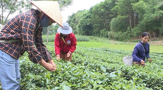 Các thành viên HTX chè Cẩm Mỹ, xã Tất Thắng, huyện Thanh Sơn thu hái chè bằng tay nhằm nâng cao chất lượng của sản phẩm.