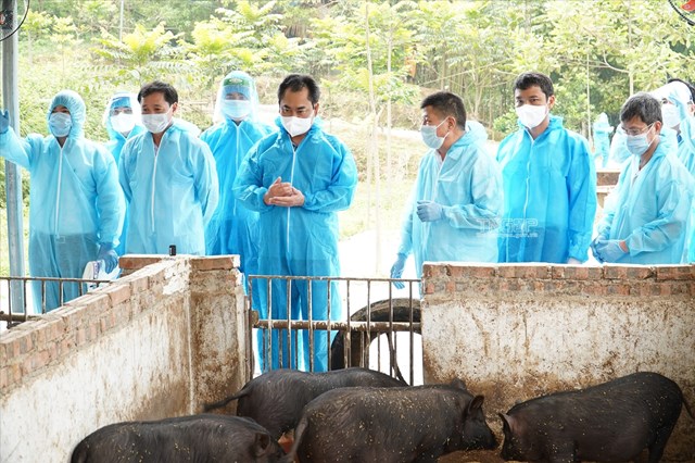 Bổ sung ch&#232; v&#224;o thức ăn chăn nu&#244;i - Hướng đi mới đầy hứa hẹn tại Th&#225;i Nguy&#234;n - Ảnh 2