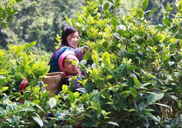 Các sản phẩm trà từ Tả Thàng như Bạch Trà, Hồng Trà hay Trà Bạch Mẫu Đơn đều có hương vị độc đáo, nhờ vào điều kiện khí hậu đặc biệt của vùng đất này.