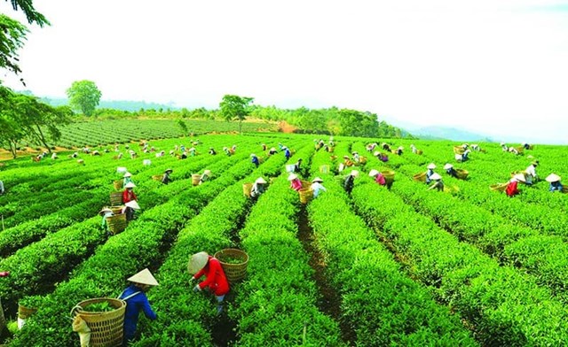  Kh&#225;m ph&#225; 4 v&#249;ng trồng ch&#232; lớn nhất tại Việt Nam - Ảnh 1