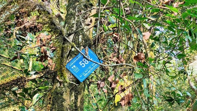 Cây chè Shan tuyết được UBND huyện Phong Thổ đánh số để bảo tồn.