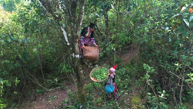 Cây chè Shan tuyết là cây chủ lực trong phát triển kinh tế ở Mồ Sì San.