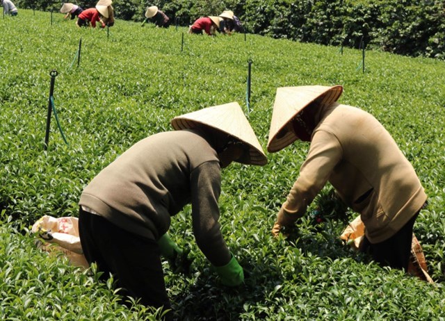 Việt Nam có nhiều khu vực thích hợp trồng trà ô long Thúy Ngọc.