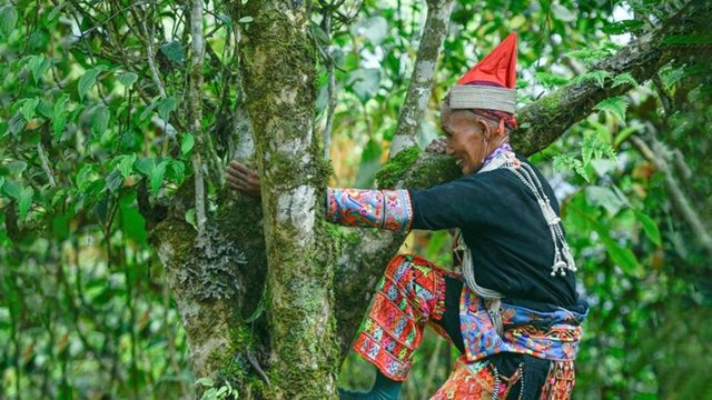 Cuộc sống của bà con người Dao ở xã Mồ Sì San gắn bó với cây chè Shan tuyết.
