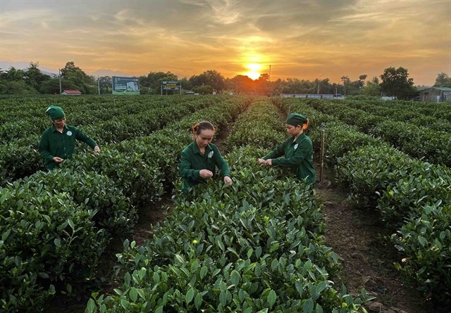  Tr&#224; v&#224; du lịch - Sự kết hợp ho&#224;n hảo cho Th&#225;i Nguy&#234;n - Ảnh 1