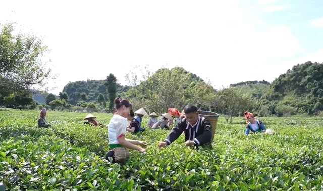 Thời tiết thuận, nương chè mướt xanh, tín hiệu khởi đầu của vụ mùa thắng lợi
