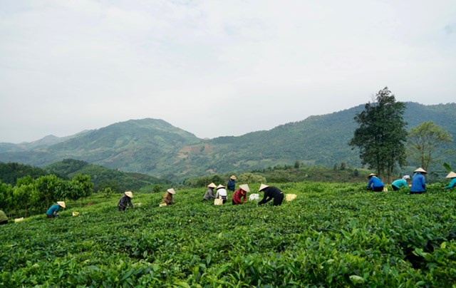 Không chỉ là một sinh kế, mà là niềm hy vọng bền bỉ qua từng mùa vụ - cây chè đang góp phần thay đổi diện mạo vùng nông thôn, mang lại sức sống mới cho từng nếp nhà, từng bản làng ở Lùng Vai.
